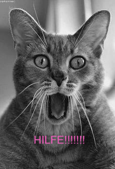 Katze   HILFE