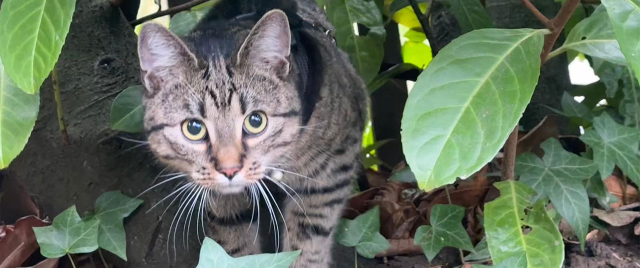 KSB aktuelles neu 001