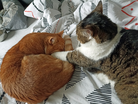 2025 05 13 SeCan Katzen 01