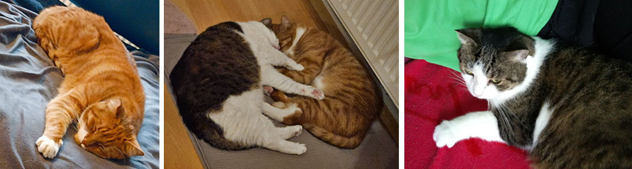 2025 05 13 SeCan Katzen 02