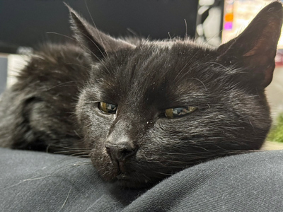 2025 05 23 Kater Batman 01