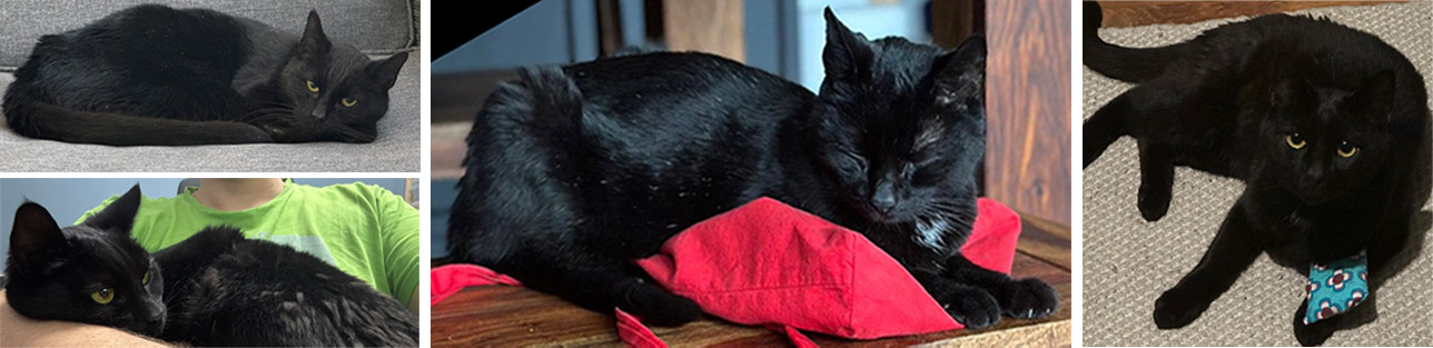 2025 05 23 Kater Batman 02