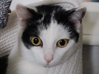 2025 07 25 Katze Luna 00