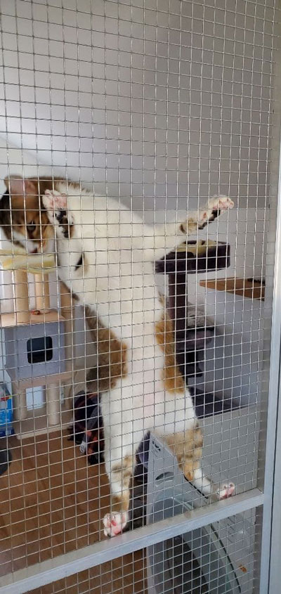 2025 07 27 Kater Milow 01