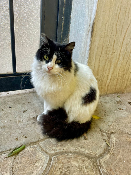 2025 07 28 Katze Dumpty 01