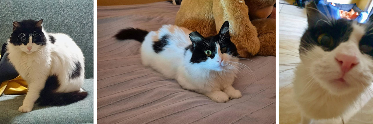 2025 07 28 Katze Dumpty 02