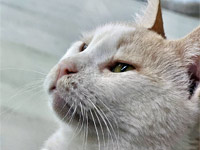 2025 07 28 Katze Rosa 00