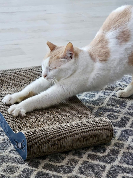 2025 07 28 Katze Rosa 01