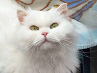 2025 08 05 KittyTwitty 00