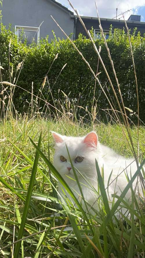 2025 08 05 KittyTwitty 01