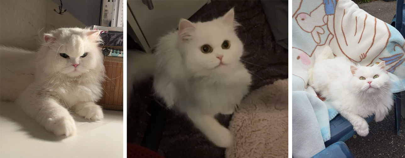 2025 08 05 KittyTwitty 02