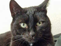 2025 08 06 Kater Luzifer 00