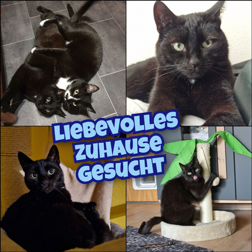 2025 08 06 Kater Luzifer 01