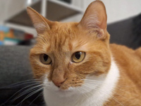 2025 08 06 Katze Misty 00