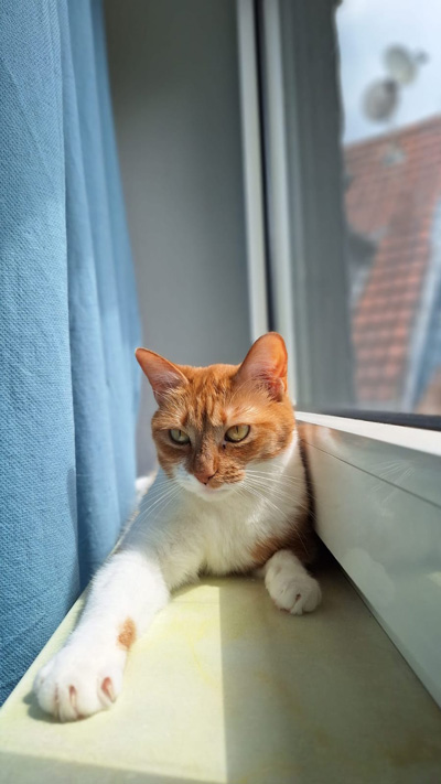 2025 08 06 Katze Misty 01