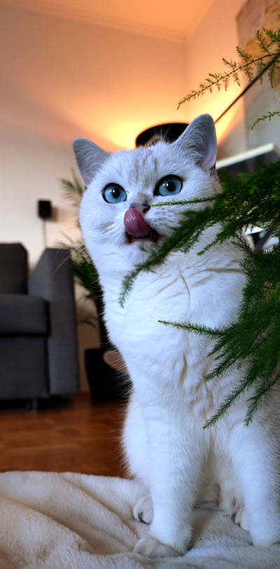 2025 08 11 Katze Yuki 01