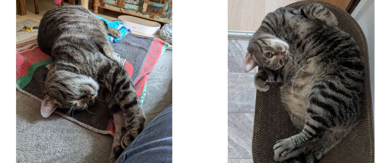 2025 09 17 Kater Kalle 01