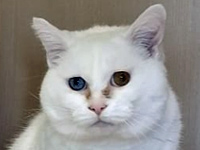 2025 09 17 Katze Coco 00