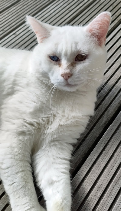 2025 09 17 Katze Coco 01