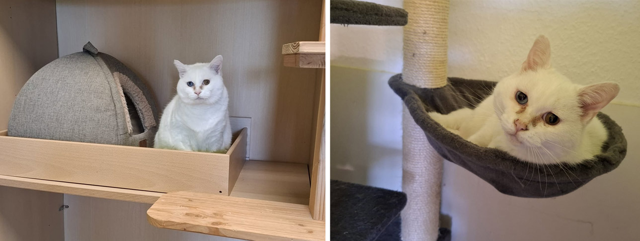 Katze Coco 2025 09 17 Katze Coco 02