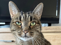 2025 09 25 Katze Maui 00