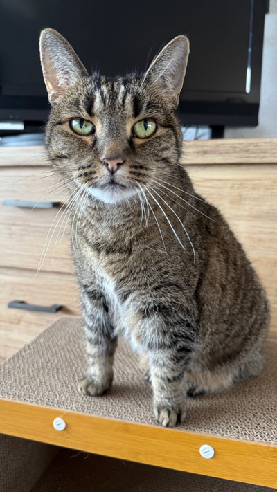 2025 09 25 Katze Maui 01