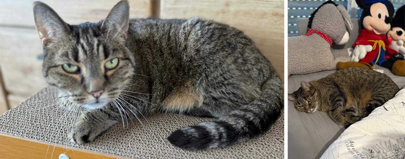 Katze Maui 2025 09 25 Katze Maui 02