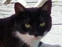 2025 10 04 Katze Scherbatsky 00