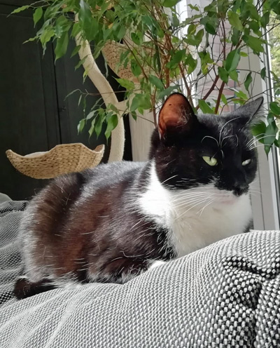 2025 10 04 Katze Scherbatsky 01