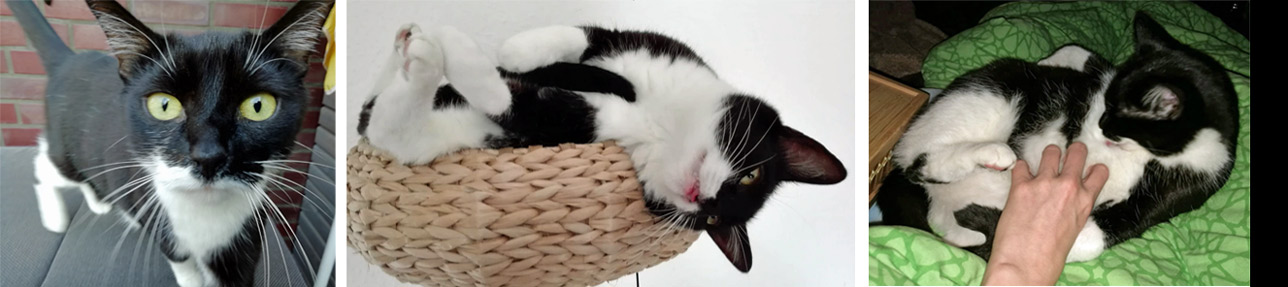 Katze Scherbatsky 2025 10 04 Katze Scherbatsky 02