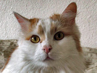 2025 10 12 Katze Kati 00