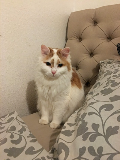 2025 10 12 Katze Kati 01