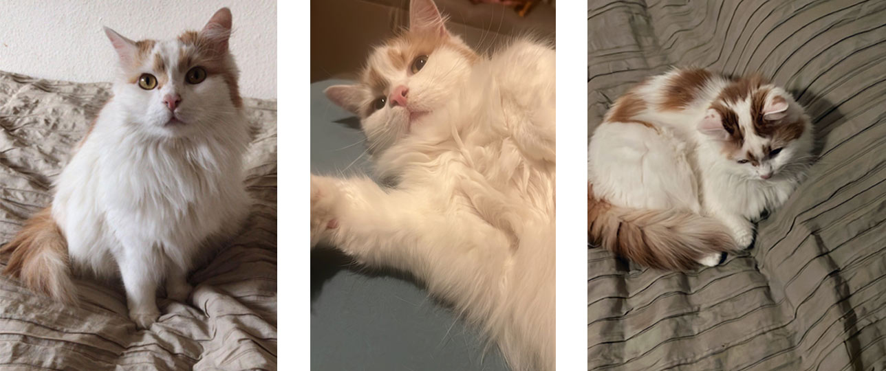 Katze Kati 2025 10 12 Katze Kati 02