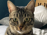 2025 11 06 Katze Kroete 00