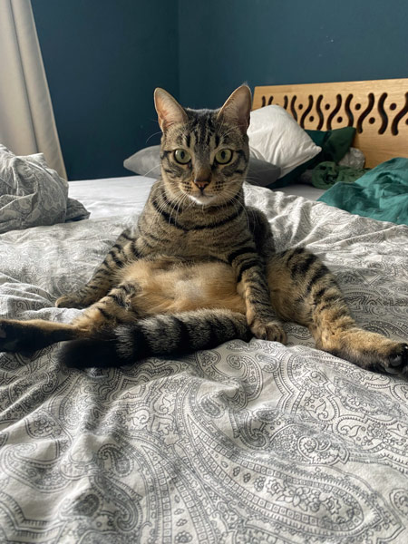 2025 11 06 Katze Kroete 01