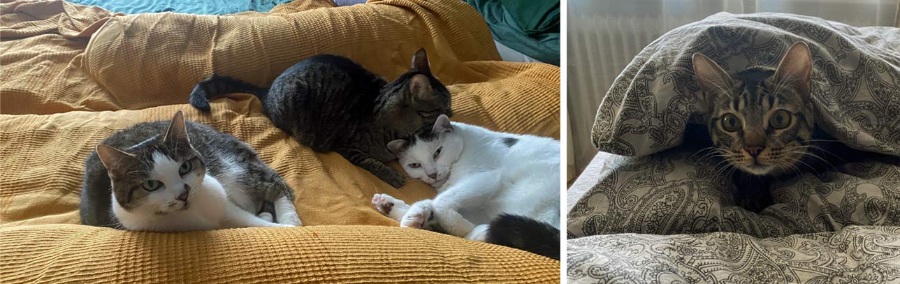 2025 11 06 Katze Kroete 02