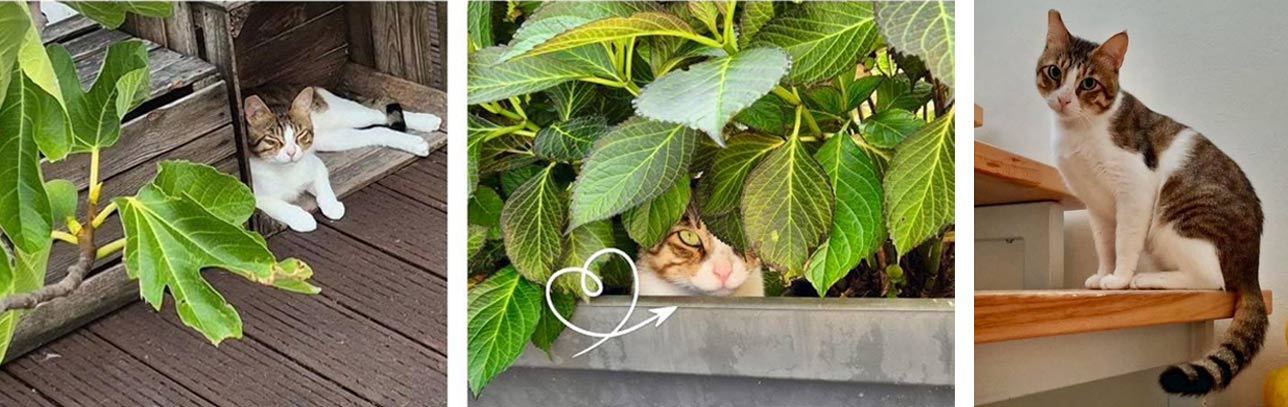 Charlie 2025 11 08 Kater Charlie 02