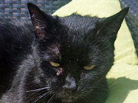 2025 11 10 Katze Tapsy 00