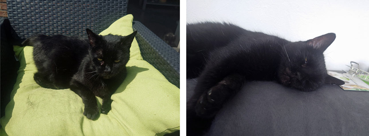 Tapsy 2025 11 10 Katze Tapsy 01