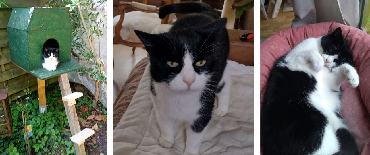 Katze Minou 2026 04 08 Katze Minou 01