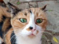 2026 05 26 Pixie 00
