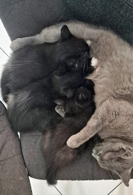 2026 06 18 Katzen Familie 01
