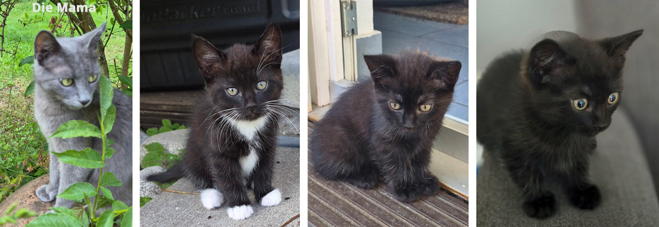 2026 06 18 Katzen Familie 02