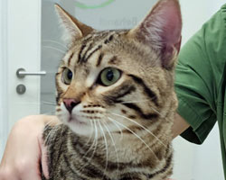 2026 09 06 Bengalkater Garath 00