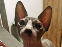 2026 09 21 Sphynx Katze Charlotte 00
