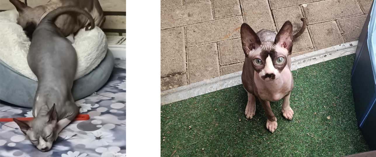 Charlotte 2026 09 21 Sphynx Katze Charlotte 02