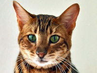 2026 09 22 Toyger Katze Zümrüt 00