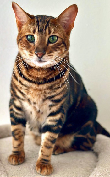 2026 09 22 Toyger Katze Zumrut 01