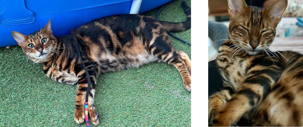 Zümi 2026 09 22 Toyger Katze Zumrut 02