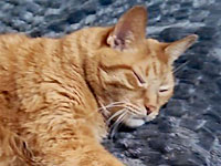 2026 10 09 Kater Timmi 00